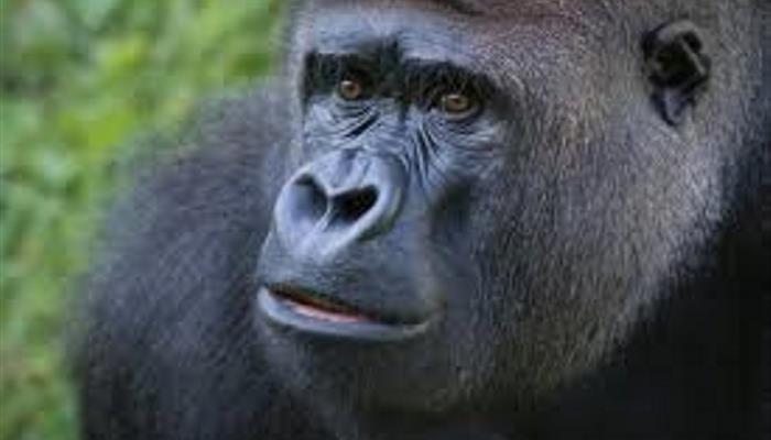 Jersey Zoo Gorilla at Jersey Zoo