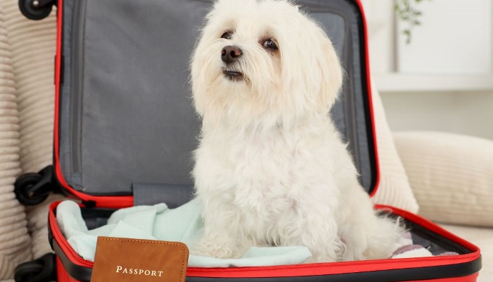 Dog Hotel Webbington