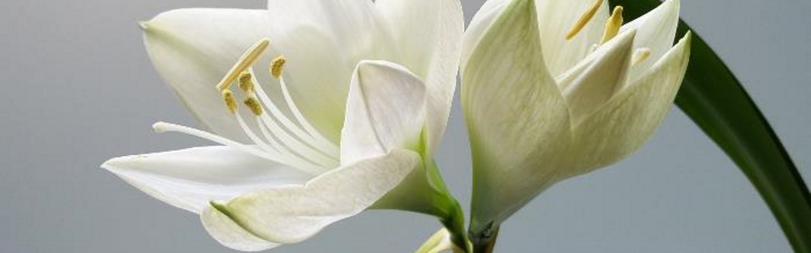 nature-1284224_1920