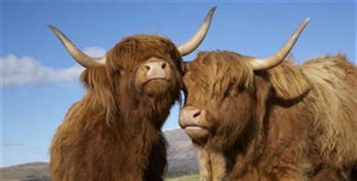 Highland Cattle