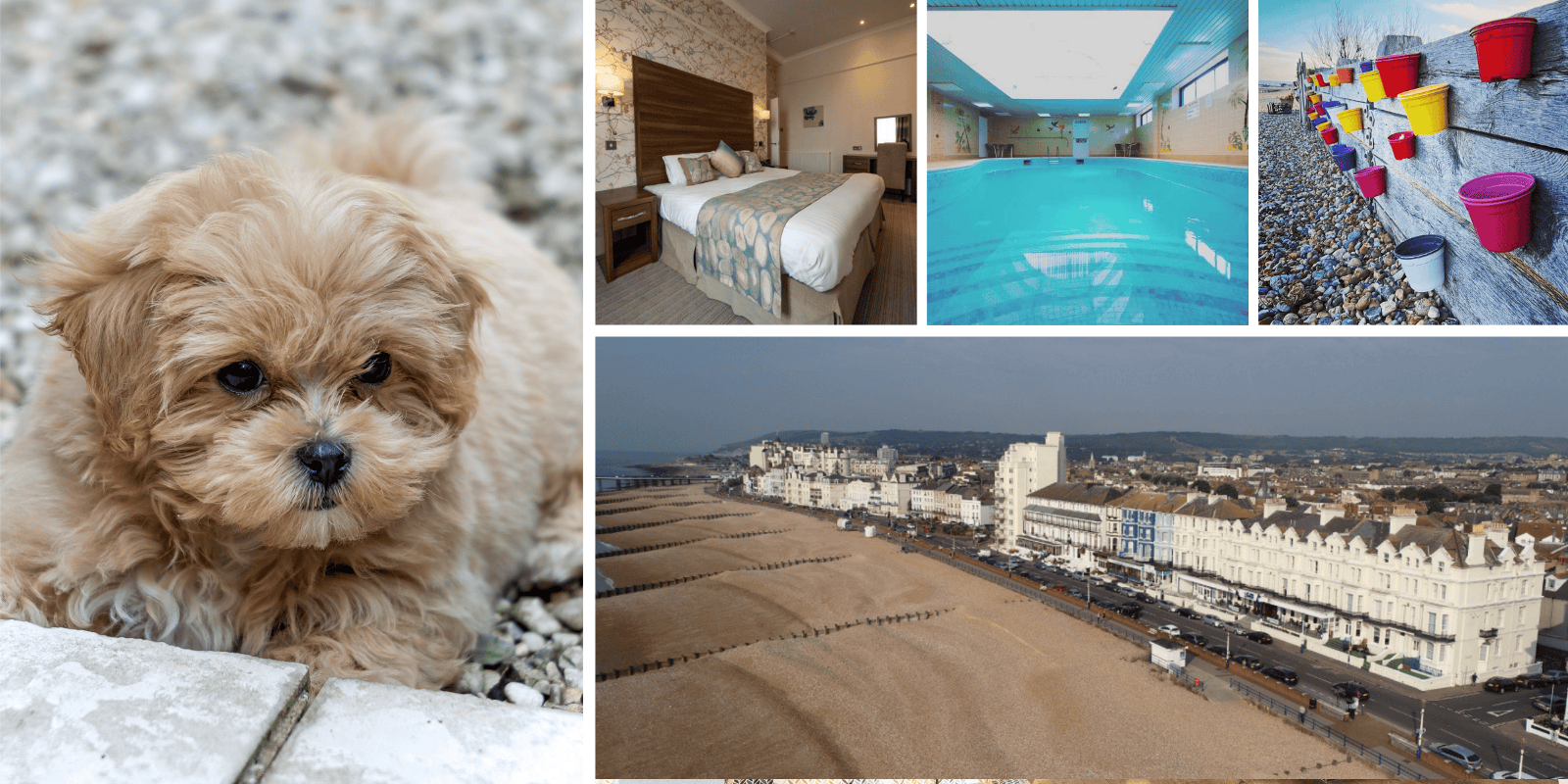 Dog friendly hotel Eastbourne York House Hotel