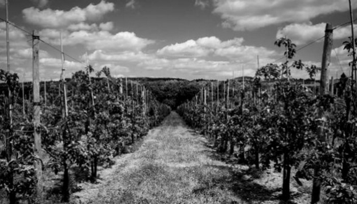 Cropped Chegworth 32_608x300