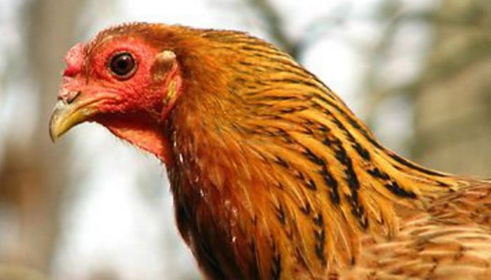 Cropped Chicken_608x308