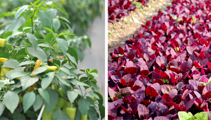 Cropped Watts Farm_690x302