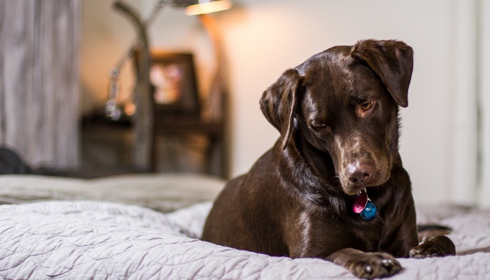 dog-1837445
