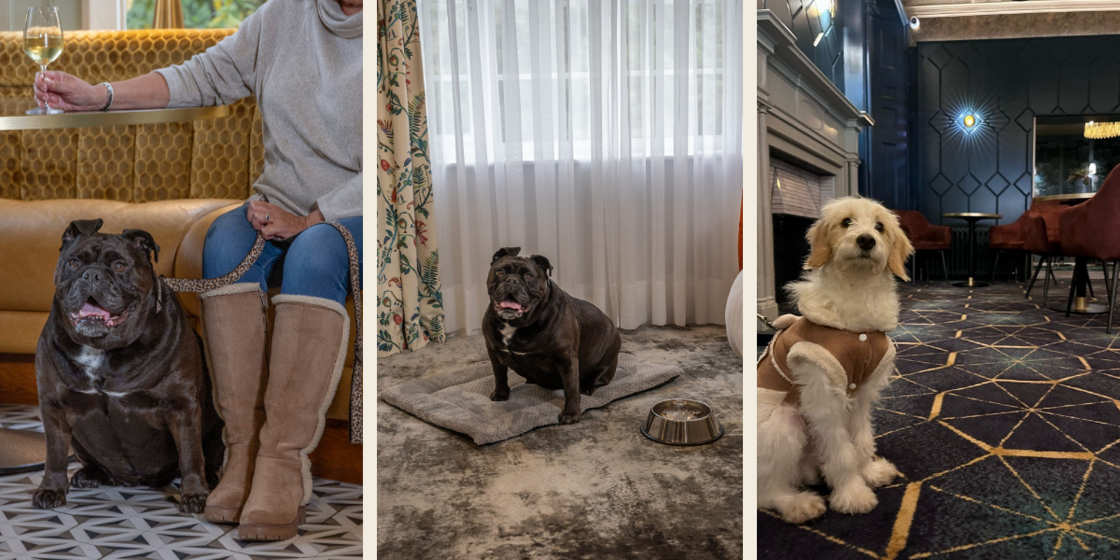 Dog friendly hotel Canterbury