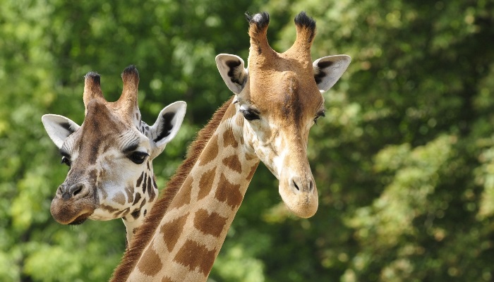 Giraffes