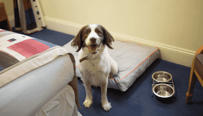 The Gables Hotel Bristol dog friendly room