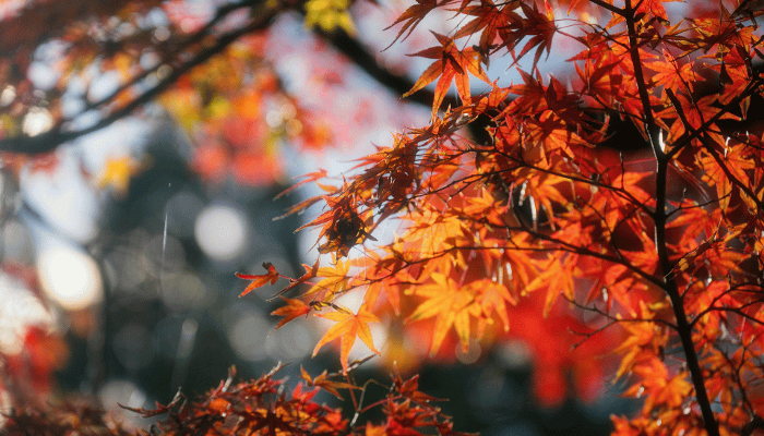 Autumn Overnight Package Gables Hotel Bristol
