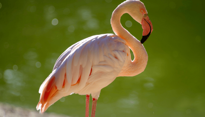 Slimbridge Overnight Package Gables Hotel Bristol